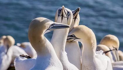 开云官方网站-英超豪门疯狂引援，购入顶级中场巩固争冠决心，英超落魄豪门