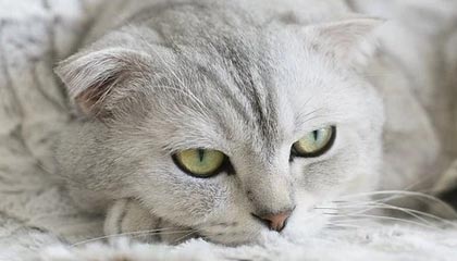 开云在线直播-上海男篮成功晋级八强，逐梦冠军，上诲男篮