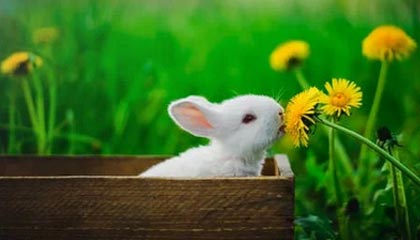 开云入口-塞尔维亚女篮在欧洲锦标赛中全力拼搏，享受荣誉时刻，塞尔维亚女篮球